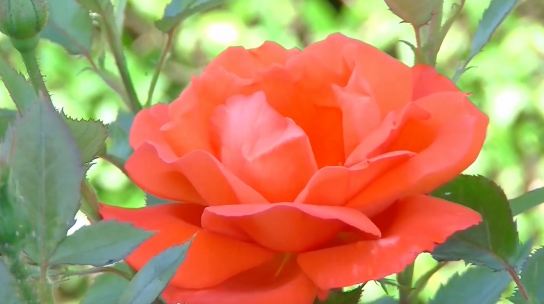 Ingredient To Know: Rose Geranium 🌹